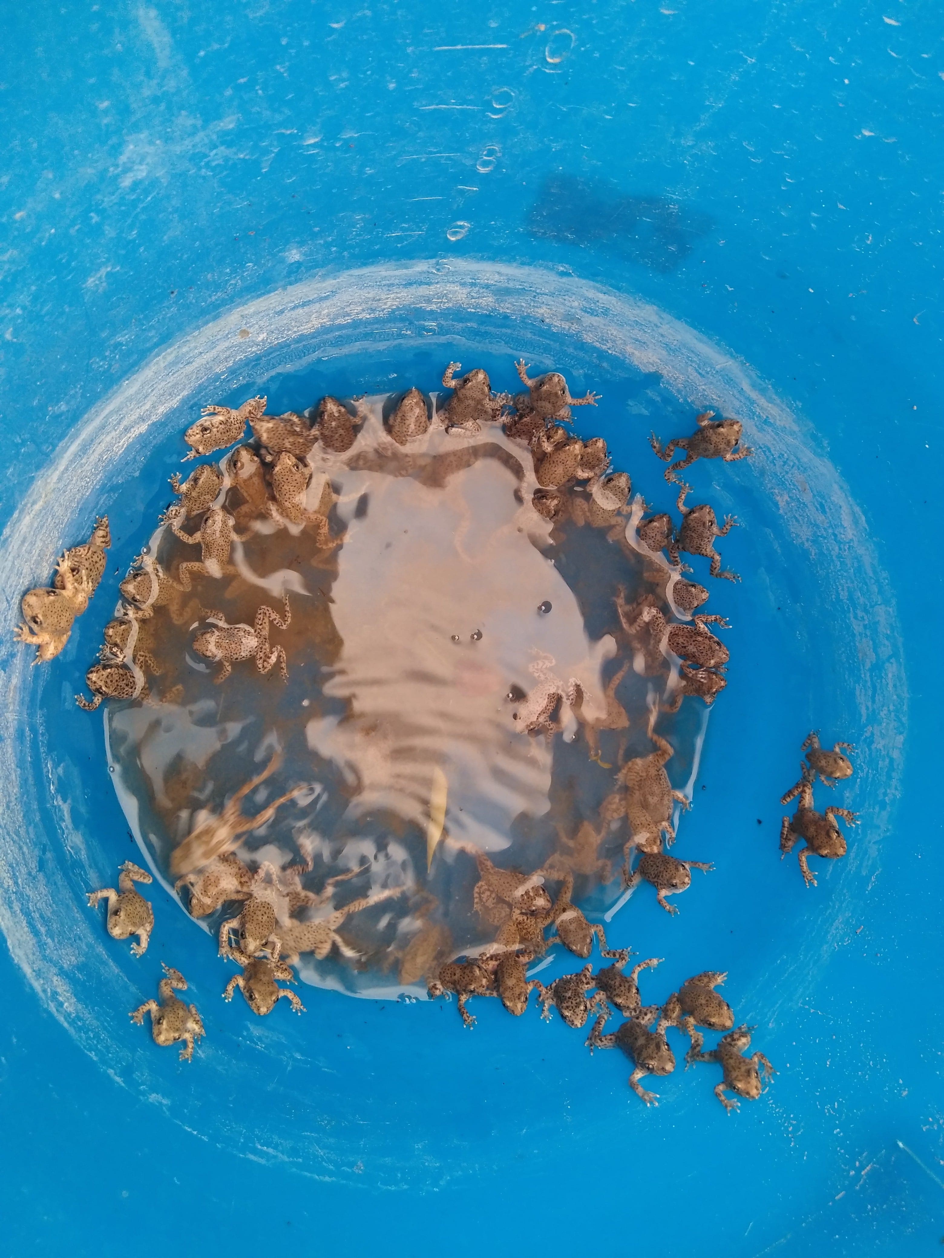 Anfibios saliendo de una jarra